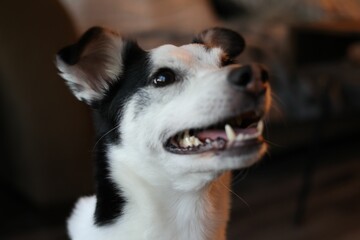 Closeup of a black and white Rat Terrier against the blurred background