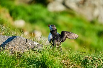 Cute and adorable Puffin, fratercula, on a cliff in Norway.