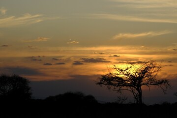 Scenic shot of the silhouette of a tree before the setting sun in the evening