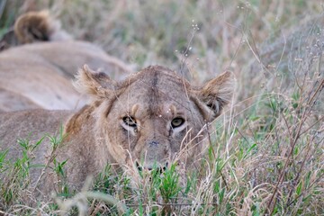 Closeup shot of a lioness hiding behind plants in a safari and preparing for hunting
