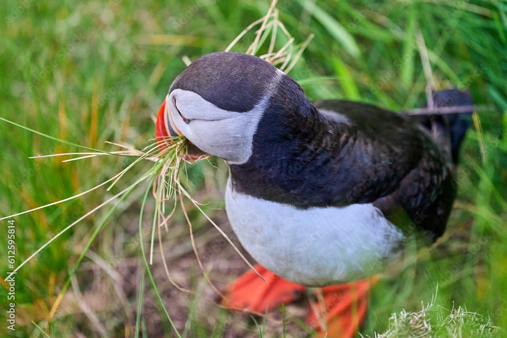 Sticker Cute and adorable Puffin, fratercula, on a cliff in Norway.