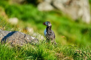 Cute and adorable Puffin, fratercula, on a cliff in Norway.