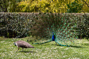 Obraz premium Male Peacock Dancing to Lure Female Peacock
