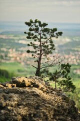 Obraz premium Young pine tree growing in the forest