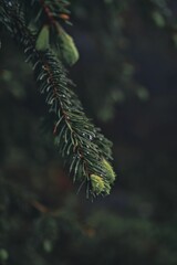 Fir branches with water droplets