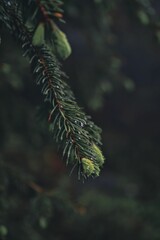 Fototapeta na wymiar Fir branches with water droplets