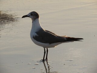 Side view of adorable Laughing gull standing in shallow water by San Diago Beach