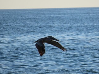 California Brown Pelican flying above the sea by San Diago Beach