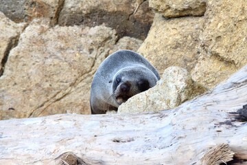 Naklejka premium Sea lion perching on rock and looking at camera
