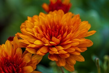 Closeup shot of a Chrysanthemum flower in a bokeh background with a green hue