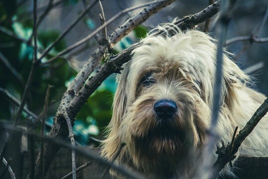 Closeup shot of a cute Sapsali with long brown hair looking at the camera behind branches