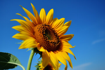 Sunflowers photo against the sky