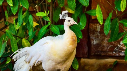 Portrait of white peafowl posing in the foliage background