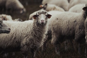 Herd of sheeps grazing on a field in the countryside