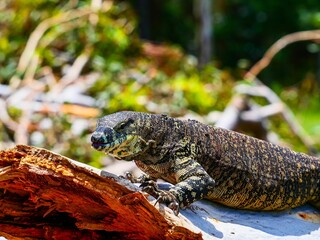 Closeup of a Nile monitor (Varanus niloticus) on a broken tree trunk against blurred background