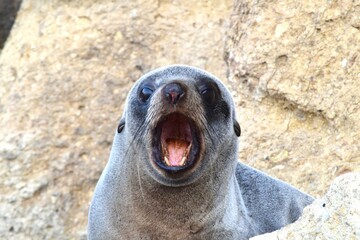 Sea lion perching on rock and looking at camera