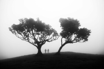 Obraz premium Scenic view of two people standing under trees in a barren land on a foggy day shot in grayscale