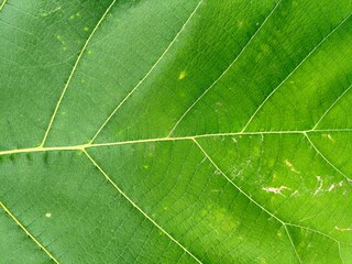 green leaf macro