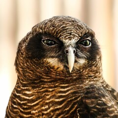 Close-up shot of a rufous owl with blurry background