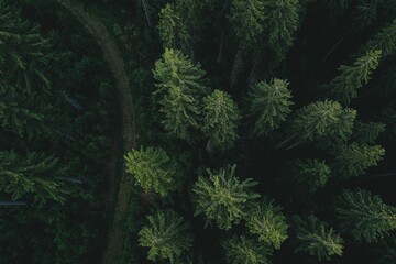 Aerial shot of a pine forest.