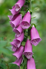 Closeup shot of a poisonous species of flowering plant, Lady's glove, with purple blossoms © Photoklikz/Wirestock Creators