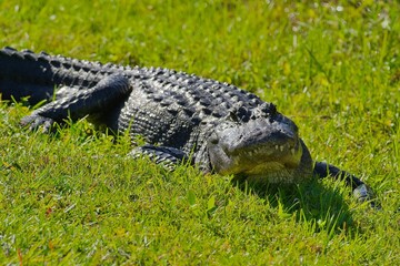 Closeup of an American alligator on the grass
