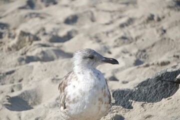 Closeup view of a looking sideways white seagull on the fine sands of the beach