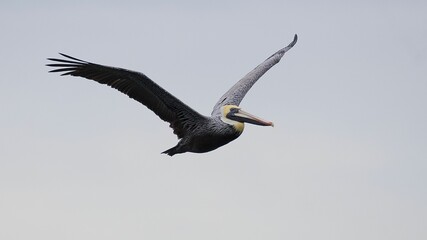 Eastern brown pelican in flight on a cloudy day