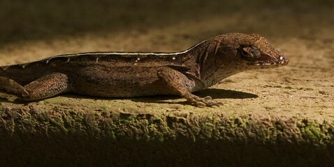 Brown anole (Norops sagrei) lizard on a rock