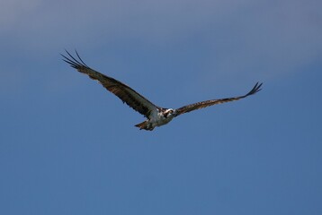 Flight of a bird with long brown wings with a blue sky on the horizon