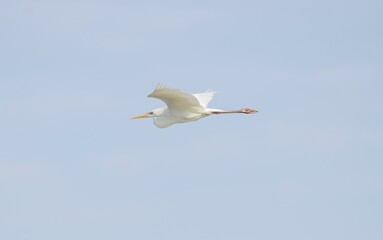 Great egret in flight on a blue sky background