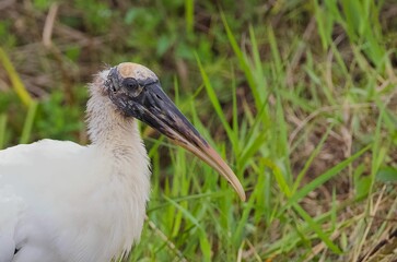 Close-up of an American beak (Mycteria americana) with green plants in the background