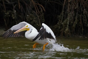 American white pelican swimming in a pond