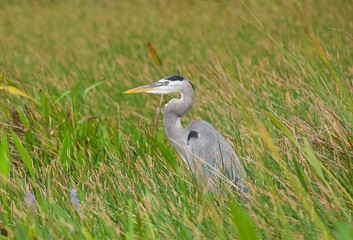 View of a beautiful Great blue heron in a field with fresh grass