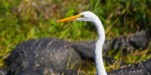 Closeup of a Great egret with a crocodile in the background