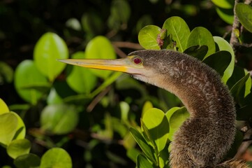 Closeup of a Anhinga bird