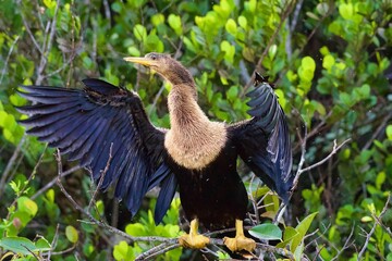 Close-up of an American darter (Anhinga anhinga) perched on a tree