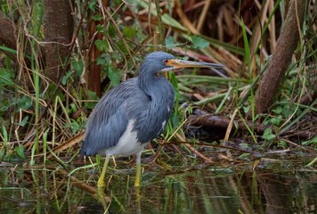 Closeup of a Tricolored heron standing in a pond