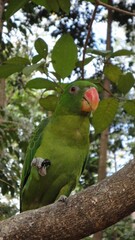 Green Amazon parrot perching on tree branch
