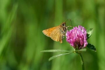 Close-up shot of a large skipper sitting on a pink flower isolated on a blurred background