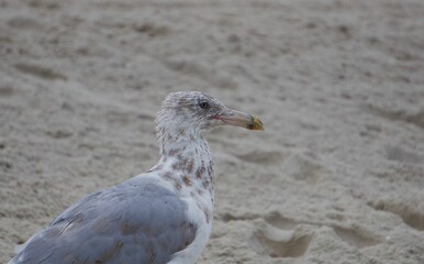 Closeup view of a seagull head on the fine sands of the beach