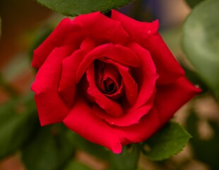 Top view closeup of a beautiful red rose growing in a garden