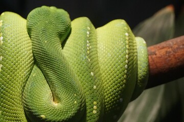 Closeup of a green tree python on a tree branch with dark background