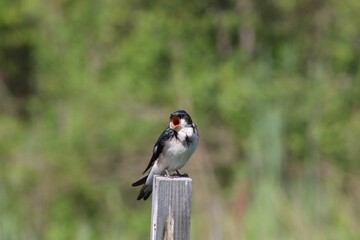 Closeup shot of the common house martin (Delichon urbicum)