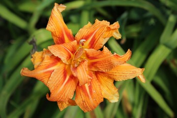 Closeup of the orange day-lily flower in the garden in the daytime