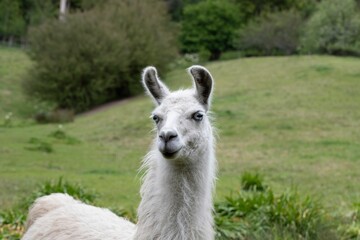 Close-up shot of a white llama on a green field