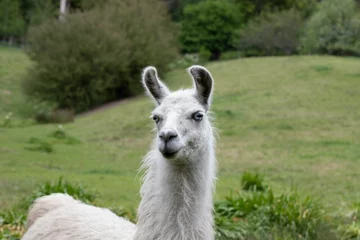 Fotobehang Close-up shot of a white llama on a green field © Shaolin/Wirestock Creators