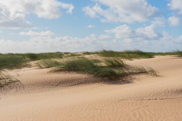 Empty landscape of sandy beach with tall grass in Cascais, Portugal