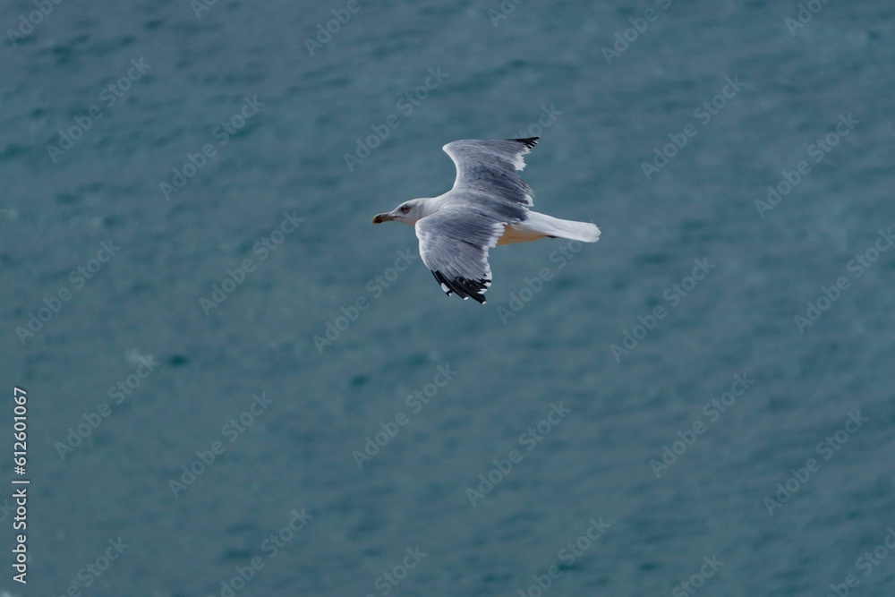 Poster Closeup of a seagull flying over the ocean