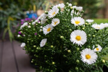 Closeup shot of white aster flowers.